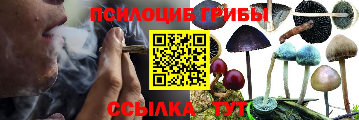 Галлюциногенные грибы Psilocybine cubensis  Вход с VPN  Псилоцибиновые грибы прущие грибы  Шелехов 